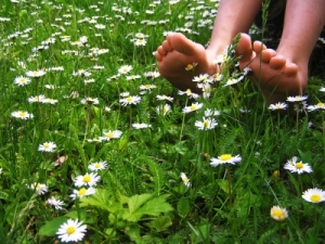 wiese-blumen